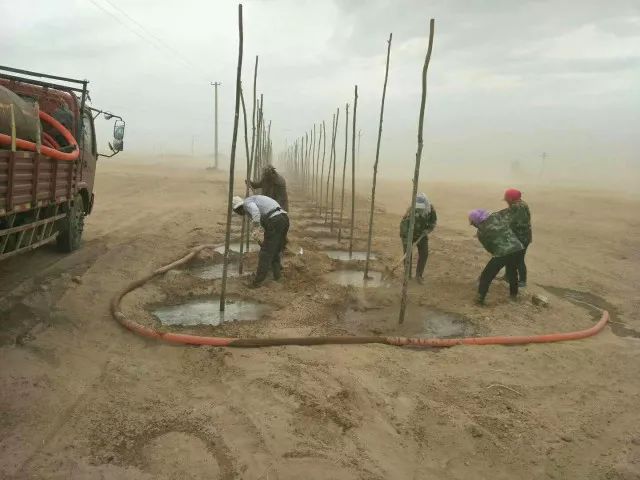 龙丰果种植技术_龙丰果树的栽培及管理_龙丰果树苗