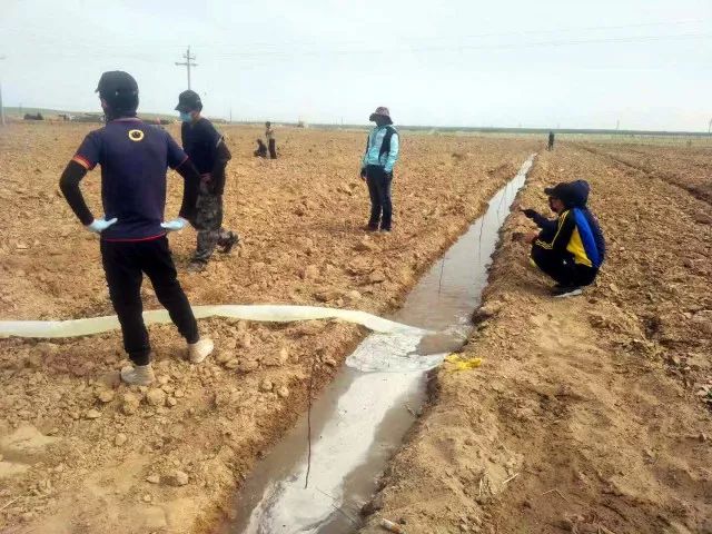 龙丰果树苗_龙丰果种植技术_龙丰果树的栽培及管理