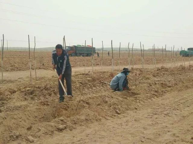 龙丰果树苗_龙丰果种植技术_龙丰果树的栽培及管理